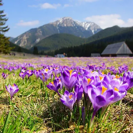 호텔 Helios 300m Od Krupowek Nowy Basen Od 12 Lipca 자코파네