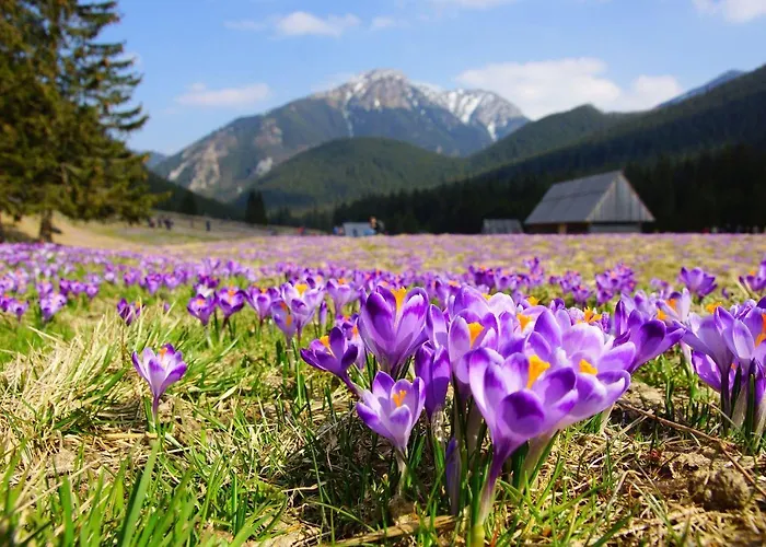 Hotel Helios 300m Od Krupowek Nowy Basen Od 12 Lipca Zakopane